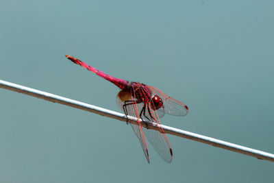 Close-up of insect on stem