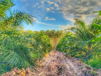 Palm trees on field against sky