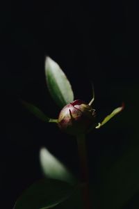 Close-up of flower bud