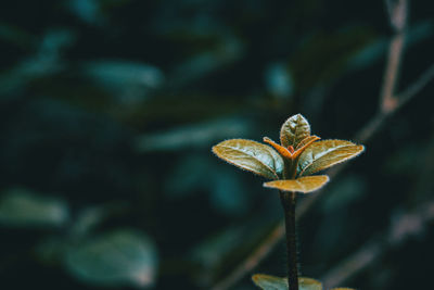 Close-up of plant growing on field