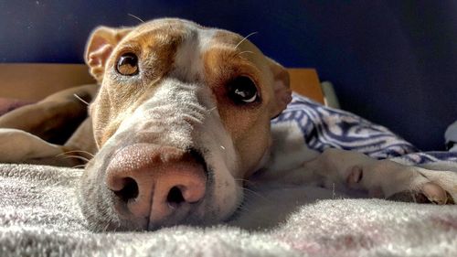 Close-up portrait of dog