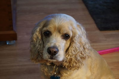 Close-up portrait of dog at home