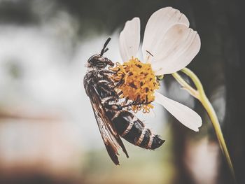 Close-up of bee pollinating on flower