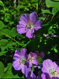 Close-up of pink flowering plant