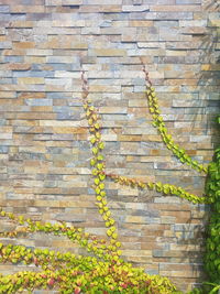 Ivies growing on stone wall