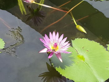 Lotus water lily in lake