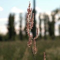 Close-up of red flowering plant on field