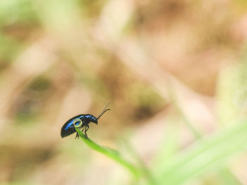 Close-up of insect on plant