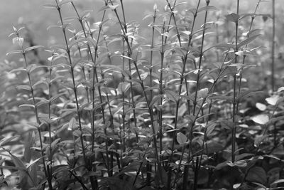 Close-up of plants growing on field