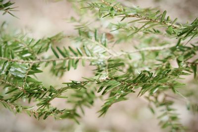 Green pine needles