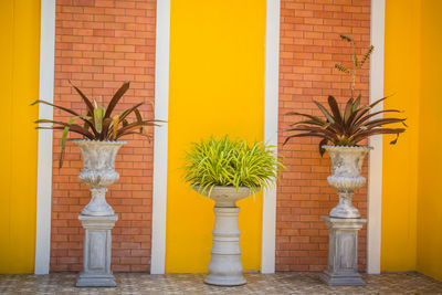 Potted plant against building