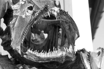 Close-up of fish skeleton