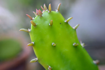 Close-up of succulent plant