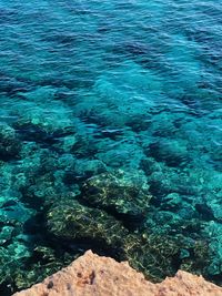 High angle view of coral in sea