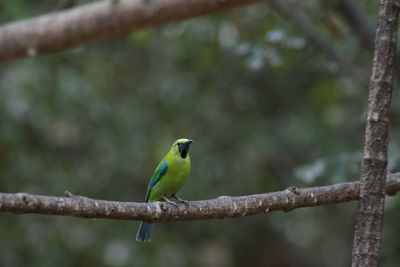 Close-up of bird perching on branch