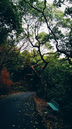 Footpath amidst trees