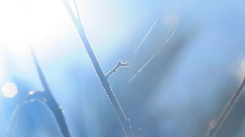 Low angle view of tree