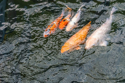 High angle view of koi carps swimming in lake