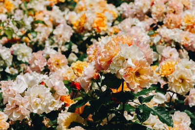 Close-up of yellow flowering plants