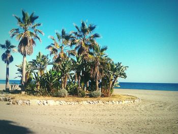 Palm trees on beach against clear blue sky