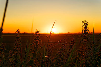 Scenic view of field against sky during sunset