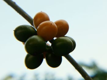 Low angle view of fruits on tree against sky