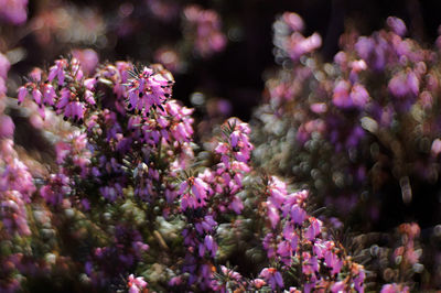 Close-up of pink flowers