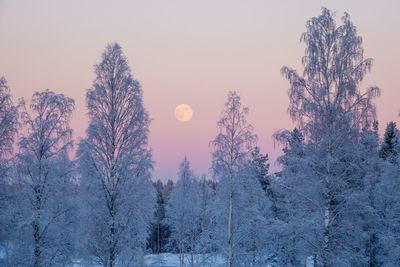 Snow covered trees against sky during sunset