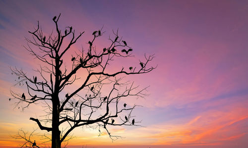 Low angle view of silhouette bare tree against romantic sky