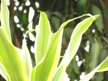 Close-up of green leaves