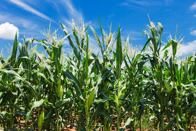 Crops growing on field against sky