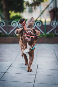 Dog carrying rope while running on footpath