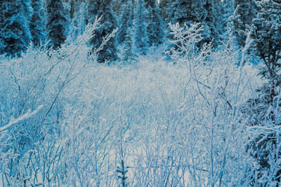 Pine trees in forest during winter