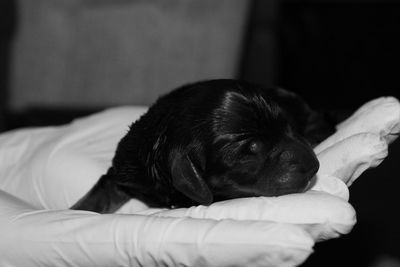 Close-up of puppy resting on bed