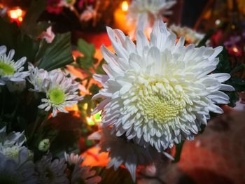 Close-up of flowers blooming outdoors