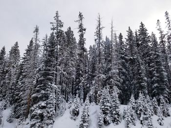 Snow covered pine trees in forest against sky