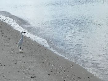 View of seagulls on beach