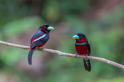 Broadbill bird perching on branch