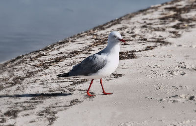 Seagull perching on a beach