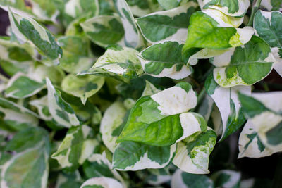 Full frame shot of plants