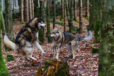 Dogs play in a forest