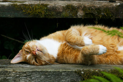 Red and white domestic cat lies on its side on a wooden staircase in the garden in the sun