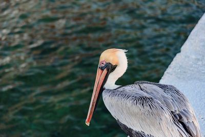 Close-up of pelican on retaining wall by sea