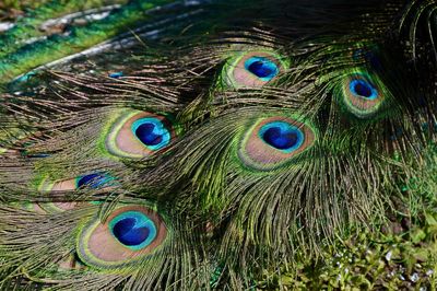 Close-up of peacock