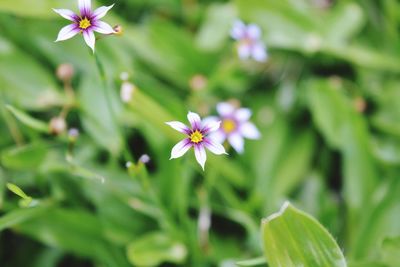 Close-up of flowers blooming outdoors