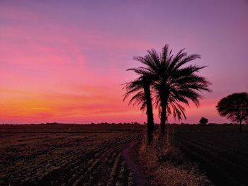 Silhouette palm trees on field against sky at sunset