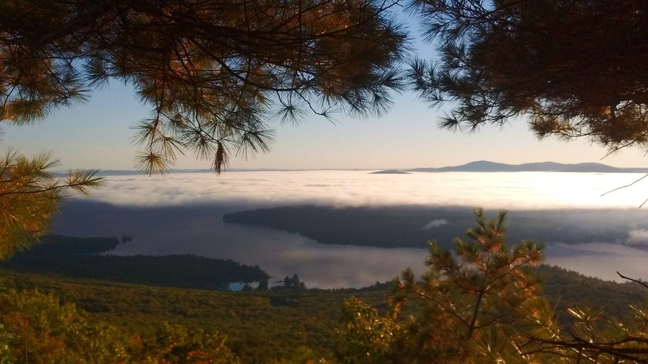 VIEW OF TREES ON LAKE