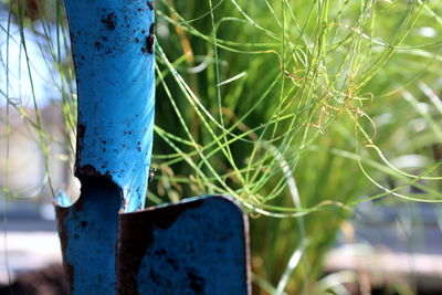 Close-up of blue pipe on tree trunk