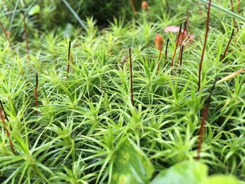 Close-up of green grass