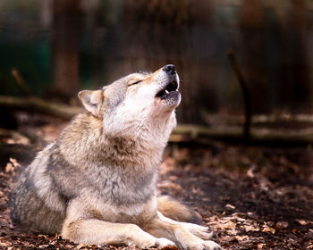 Close-up of a dog looking away